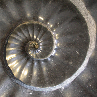 Jim Sardonis - Emerging Ammonite