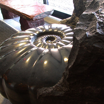 Jim Sardonis - Emmerging Ammonite